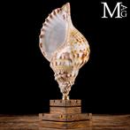 Tritons – Schelpen van de Charonia-geslacht Charonia Lampas, Verzamelen