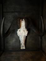 Gnoe Schedel van een zoogdier - Connochaetes gnou - 48 cm -