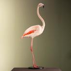 Rode Flamingo Taxidermie Opgezette Dieren By Max, Verzamelen, Ophalen of Verzenden, Nieuw, Vogel, Opgezet dier