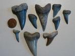 Haai - Fossiele tanden  (Zonder Minimumprijs)