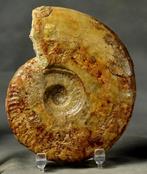 Ammonite jurassique la plus fine - Nettoyage des deux côtés