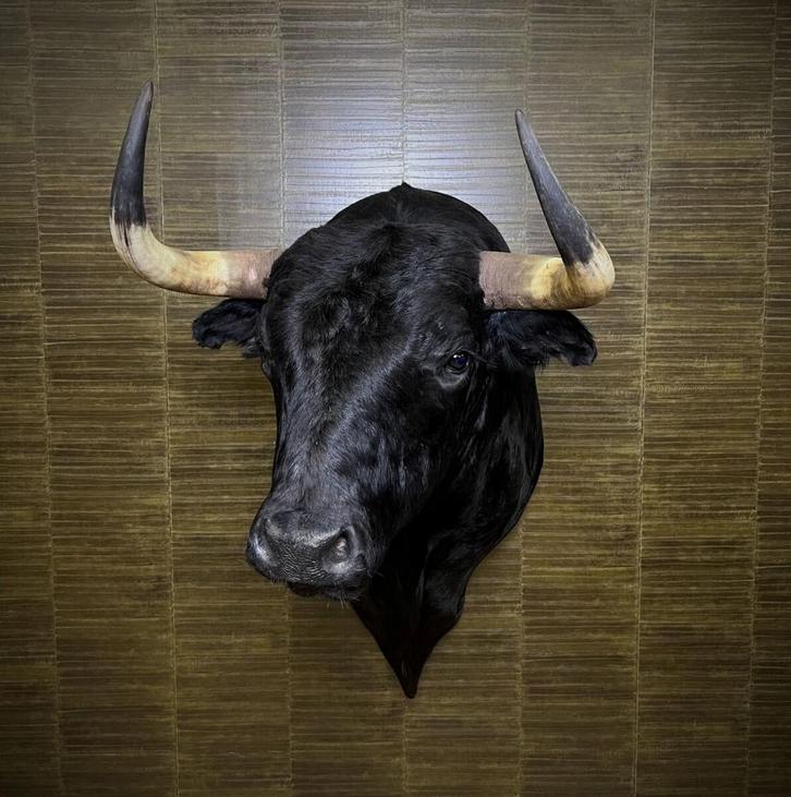 Zwarte Stier Taxidermie Opgezette Dieren By Max, Verzamelen, Dierenverzamelingen, Opgezet dier, Nieuw, Wild dier, Ophalen of Verzenden