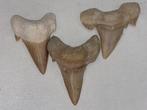 Haai - Fossiele tand - ottodo, Verzamelen
