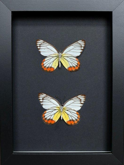 Vlinder Taxidermie volledige montage - Delias hyparete - 18, Collections, Collections Animaux