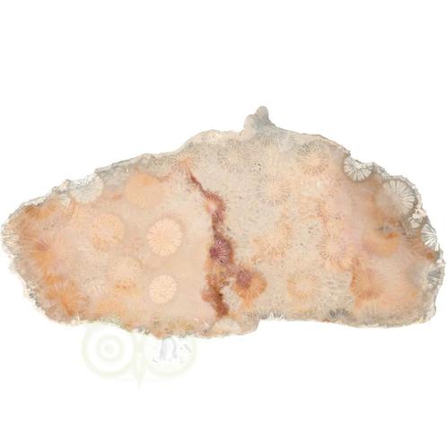 Fossiel Koraal schijf  Nr 18 - 99 gram - Java, Bijoux, Sacs & Beauté, Pierres précieuses, Envoi