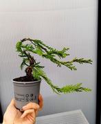 Bonsaï Genévrier (Juniperus) - Hauteur (arbre) : 25 cm -