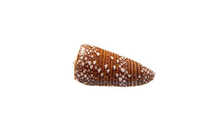 ZELDEN $$ ZELDZAME $$$ EDELSTEEN $$$$ REUS Taxidermie, Verzamelen, Dierenverzamelingen