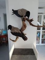 Corneille à capuchon Support mural pour taxidermie - Corvus, Verzamelen, Dierenverzamelingen, Nieuw