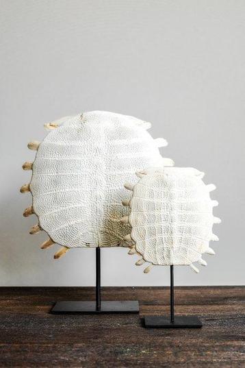 PAS DE PRIX DE RÉSERVE - Carapace de tortue à couenne molle