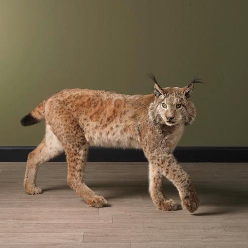 Europese Lynx Taxidermie Opgezette Dieren By Max, Collections, Collections Animaux, Enlèvement ou Envoi