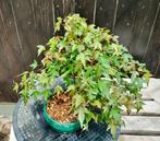 Bonsaï Érable de Bürger (Acer buergerianum) - Hauteur