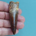 Dinosaurus - Fossiele tand - Spinosaurus aegyptiacus - 77 mm, Verzamelen