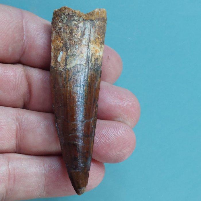 Dinosaurus - Fossiele tand - Spinosaurus aegyptiacus - 77 mm, Verzamelen, Mineralen en Fossielen