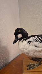 Garrot à oeil dor Taxidermie wandmontage - Bucephala, Nieuw