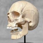 Snijwerk, NO RESERVE PRICE - Hand-carved Wooden Human Skull