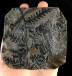 Fossiele plant met uitzonderlijke preservatie!! -