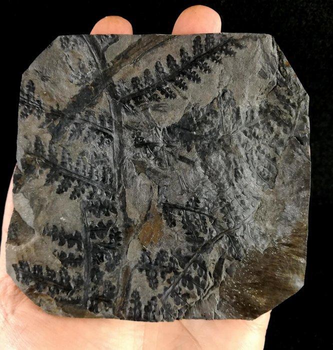 Fossiele plant met uitzonderlijke preservatie!! -, Verzamelen, Mineralen en Fossielen