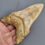 Megalodon Shark - Fossiele tand - megaselachus megalodon -