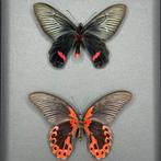 Vlinder Taxidermie volledige montage - Ember Nocturne -