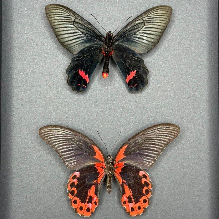 Vlinder Taxidermie volledige montage - Ember Nocturne -, Antiquités & Art, Curiosités & Brocante