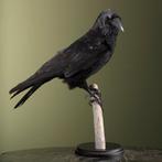 Zwarte kraai Taxidermie volledige montage - Corvus corone -, Nieuw