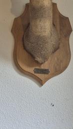 Reebok Taxidermie wandmontage - Capreolus capreolus - très