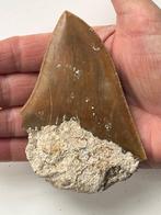 Megalodon tand 10,2 cm - Fossiele tand - Carcharocles