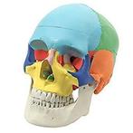 Anatomisch model schedel in kleur ST-ATM-014, Verzenden