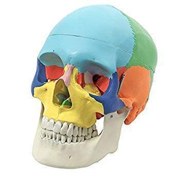 Anatomisch model schedel in kleur ST-ATM-014, Diversen, Verpleegmiddelen, Verzenden