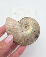 Ammoniet Iriserend (zie filmpje), Bijoux, Sacs & Beauté, Ophalen of Verzenden