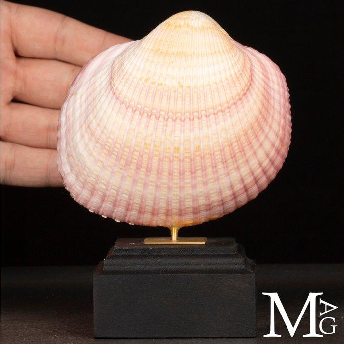 Maoricardium Pseudolima schelp op houten en messing basis, Verzamelen, Dierenverzamelingen