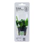 tropica Anubias barteri var. nana (easy), Dieren en Toebehoren, Verzenden, Nieuw