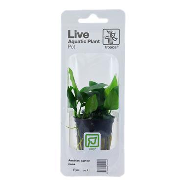 tropica Anubias barteri var. nana (easy), Animaux & Accessoires, Poissons | Aquariums & Accessoires, Envoi