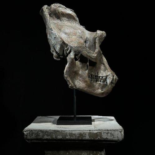 GEEN RESERVEBEDRAG - Een replica van een gorillaskull op een, Antiek en Kunst, Kunst | Designobjecten
