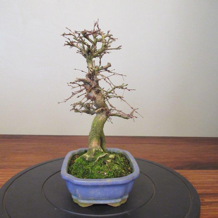 Carpinus coreana - Hoogte (boom): 29 cm - Diepte (boom): 20, Antiek en Kunst, Curiosa en Brocante