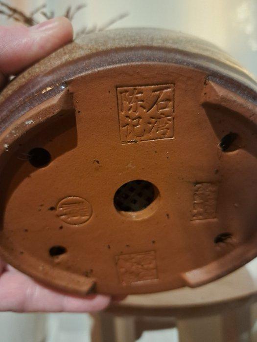 Bonsaï de potentilla fruticosa dans un bac à bonsaï. -, Antiek en Kunst, Curiosa en Brocante