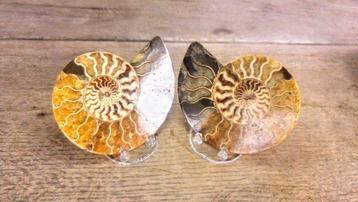 Ammonite - Animal fossilisé - Aioloceras (Cleoniceras) sp. -