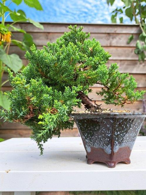 Bonsaï Genévrier (Juniperus) - Hauteur (arbre) : 17 cm -, Antiek en Kunst, Curiosa en Brocante