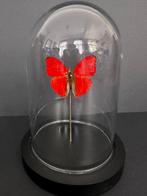 Vlinder Taxidermie volledige montage - Cymothoe Sangaris -, Antiek en Kunst