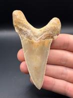Haai - Fossiele tand - Otodus Sokolovi - 9.2 cm - 6.5 cm, Verzamelen, Mineralen en Fossielen