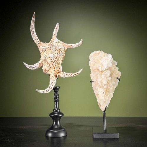 Ornement décoratif (2) - NO RESERVE PRICE - Stunning Set of, Antiek en Kunst, Kunst | Designobjecten