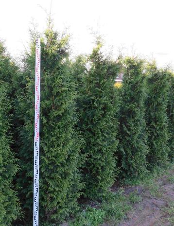 Coniferen, Conifeer | Thuja | Levensboom haagplanten kopen beschikbaar voor biedingen