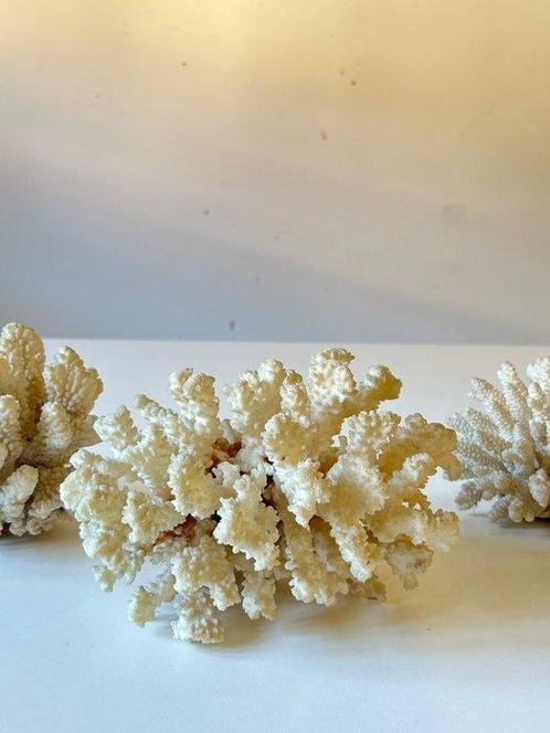 Koraal Koraal - Pocillopora meandrina (Zonder Minimumprijs), Verzamelen, Dierenverzamelingen