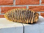 Wolharige mammoet - Fossiele kies - Mammuthus primigenius -