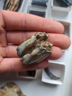 OURS DES CAVERNES / MAMMOUTH / WISENT / ETC - Dent fossile -