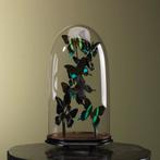 Vlinders in Stolp Taxidermie Opgezette Dieren By Max, Verzamelen, Ophalen of Verzenden, Nieuw, Insect, Opgezet dier