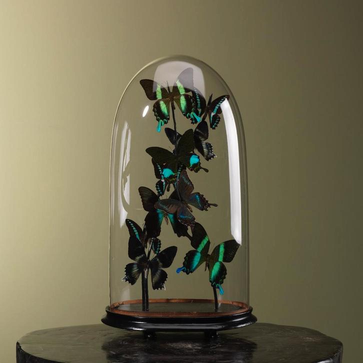 Vlinders in Stolp Taxidermie Opgezette Dieren By Max, Collections, Collections Animaux, Enlèvement ou Envoi