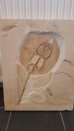 Raie - Squelette fossile - Heliobatis radians, Collections