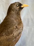 Alpin d Paris Support de corps entier pour taxidermie -, Nieuw