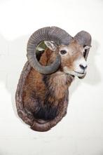 Large Mouflon head-mount Taxidermie wandmontage - Ovis a., Verzamelen, Dierenverzamelingen, Nieuw